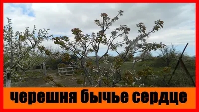 Garden Seasons Черешня Бычье сердце