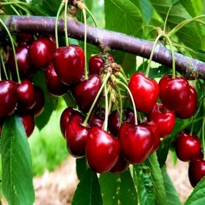 ФРЭШ - онлайн-магазин натуральных продуктов - 🍒Рай для любителей черешни🍒  ⠀ Черешня - одна из наших любимых ягод! Вкусная, сочная, полезная. Мы  собрали три сорта черешни и предлагаем вам крупную \"Бычье сердце\",