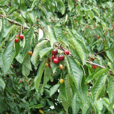 🍒Черешня Бычье сердце. Позднеспелый сорт с очень крупными ягодами. Они  настолько сладкие и сочные, что просто тают во рту. | Готовим с  Анастасией!!!!!! | Дзен