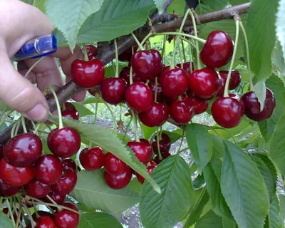 Черешня Бычье сердце купить в питомнике - Эко-Питомник