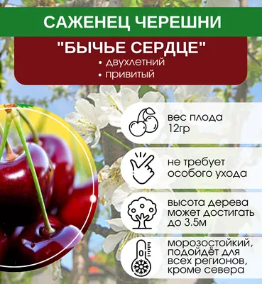 Купить саженцы Черешня Бычье сердце с доставкой! | Florali-Flor