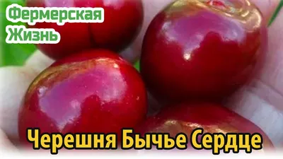 Отзыв о Черешня Мой сад \"Бычье сердце\" | Очень вкусная и сочная черешня,  даже если и недозрела немного.