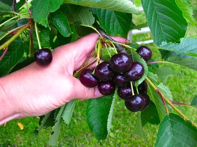 Черешня (вишня птичья) Prunus avium, Брянская розовая (конт.6л) — купить по  низкой цене на Яндекс Маркете