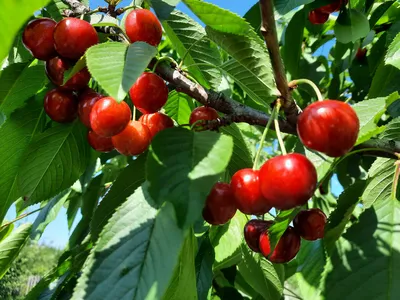 Купить Черешня - цена на саженцы и крупномеры.