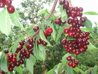 Саженец черешни Бычье сердце фото и описание сорта 🌱 купить саженец черешни  Бычье сердце почтой недорого в Москве