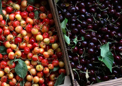 Продам черешня мелитопольская, купить черешня мелитопольская, Запорожская  обл — Agro-Ukraine