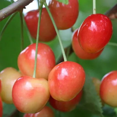 Продам черешня мелитопольская, купить черешня мелитопольская, Запорожская  обл — Agro-Ukraine