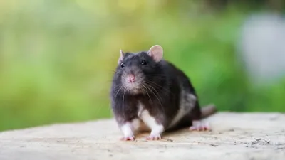 Черная крыса: маленький, но опасный враг