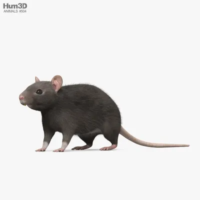 Большая толстая чёрная крыса в т…» — создано в Шедевруме