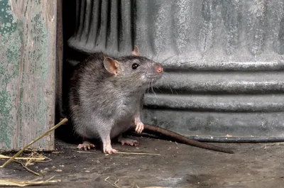Эстония. 2020. Черная крыса (Rattus rattus) (III) (Почтовая марка. MNH OG)