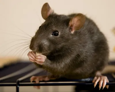 черная крыса стоковое фото. изображение насчитывающей черный - 11431122