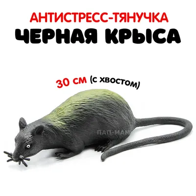 Черная Крыса — стоковые фотографии и другие картинки Крыса - Крыса, Мышь -  животное, Питомцы - iStock
