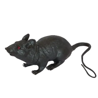 Черная крыса - 69 фото