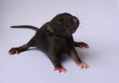 Черная крыса стоковое изображение. изображение насчитывающей отечественно -  34389163