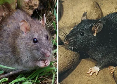 Чёрная крыса — вид млекопитающих семейства мышиных