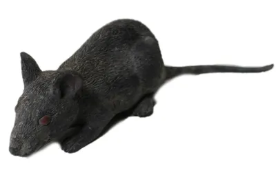 Черная крыса 3D model - Скачать Животные на 3DModels.org