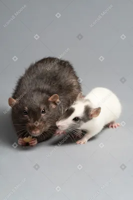 Крыса (Rat) | GURPS зана4ка вики | Fandom