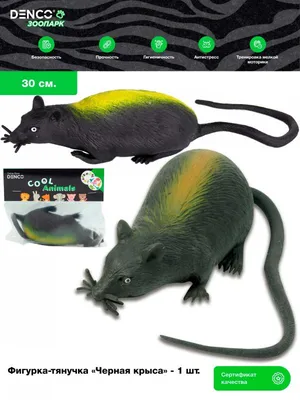 Черная крыса · Бесплатные стоковые фото