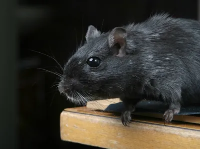 Черная крыса смотрит на право» — создано в Шедевруме