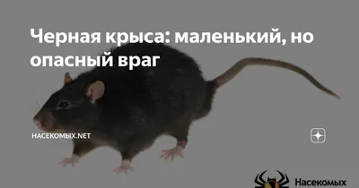Украинскую крысу признали самой большой в мире – фото