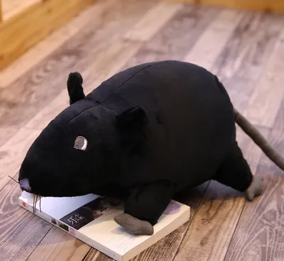 Черная крыса в Краснодарском крае | Дикий Юг - природа Юга России | Дзен