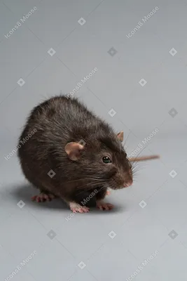 Крысы(rats)! black! Дамбо! Бежевые и белые