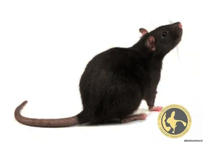 Фото Черная крыса хрустит еду и белая мышь пытается украсть ее