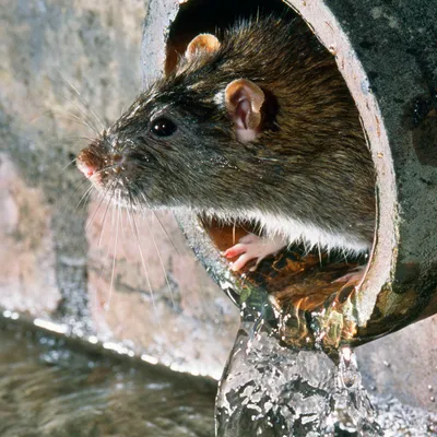 Провода не грызет, но требует нежности: домашняя крыса установила рекорд в  киевской клинике (фото). Читайте на UKR.NET
