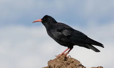 ФОТО: Черная птица с оранжевым клювом — Gorodprizrak