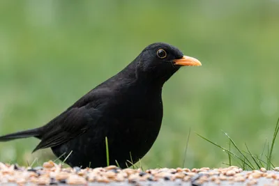 черная птица с длинным черным клювом, черноглазая ворона, Hd фотография  фото, птица фон картинки и Фото для бесплатной загрузки