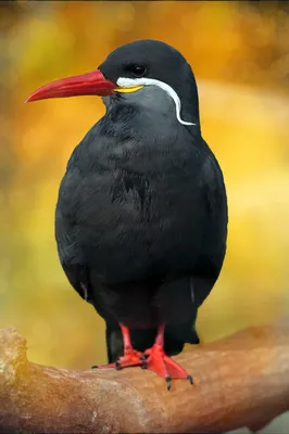 Черная птица с оранжевым клювом - 54 фото