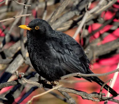 Черная птица с оранжевым клювом (80 фото) - красивые фото и картинки  pofoto.club