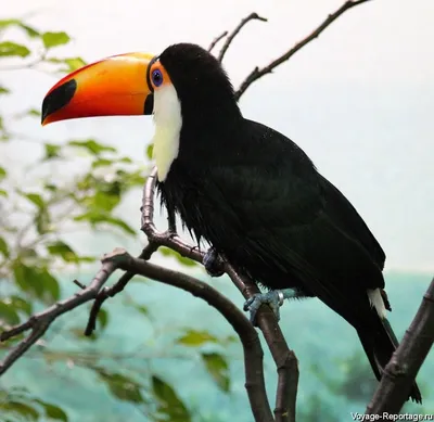 Черная птица с оранжевым клювом фото фото