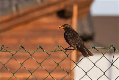 Благородная птица дрозд | Птица дома | Дзен