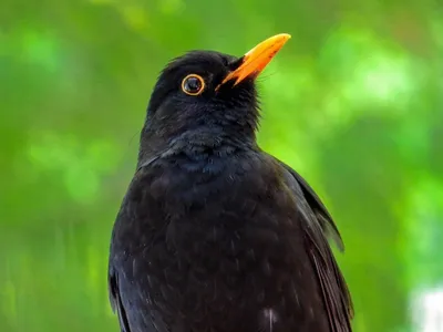 Черная небольшая птица с оранжевым клювом - 66 фото