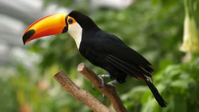 Черная птица с оранжевым клювом держит червяка генеративный ии | Премиум  Фото