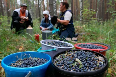 Черника в лесу -