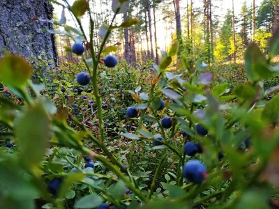 Лесные ягоды в лесу - 73 фото