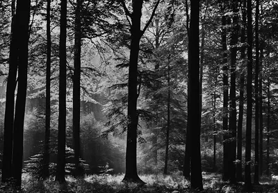 Черно белые фото леса фото