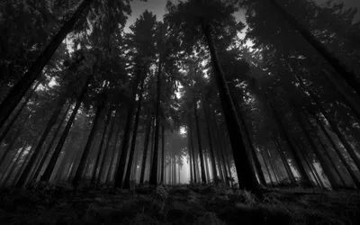 Лес, чёрно-белое | Пикабу