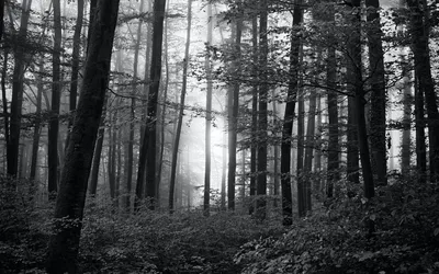 Черно белый лес (77 фото) - 77 фото