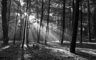 Черно белый лес - 59 фото