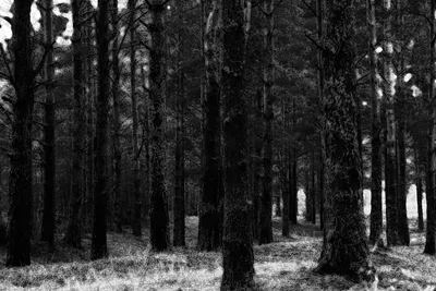 Иллюстрация Черно-белый лес в стиле другое, живопись, классика |