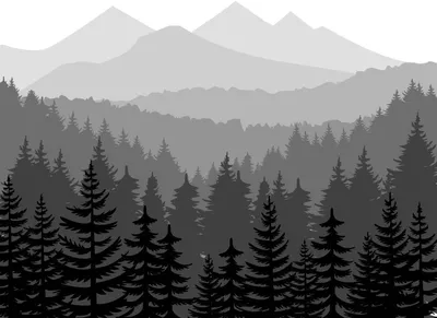 Черно-белый лес вечера стоковое фото. изображение насчитывающей природа -  105723142