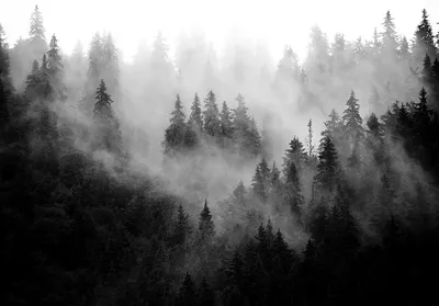 Черно-Белый Лес — Фото №102643
