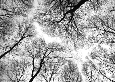 Лес — стоковые фотографии и другие картинки Чёрно-белый - Чёрно-белый, Лес,  Природа - iStock