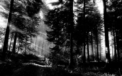 Фотообои 254 x 184 см Черно-белый туманный лес (13909P4)+клей  (ID#1379703408), цена: 850 ₴, купить на Prom.ua