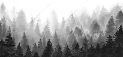 Фотообои Чёрно-белый лес купить в Оренбурге, Арт. 9-1727 в  интернет-магазине, цены в Мастерфресок