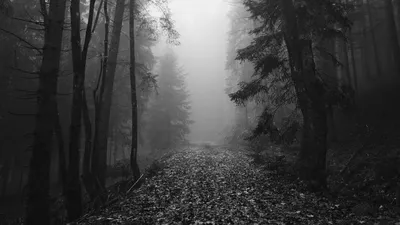 Черно-белые treetops леса стоковое изображение. изображение насчитывающей  смотреть - 124120947