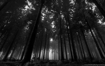 Черно-Белый Лес Пейзаж - Бесплатное фото на Pixabay - Pixabay